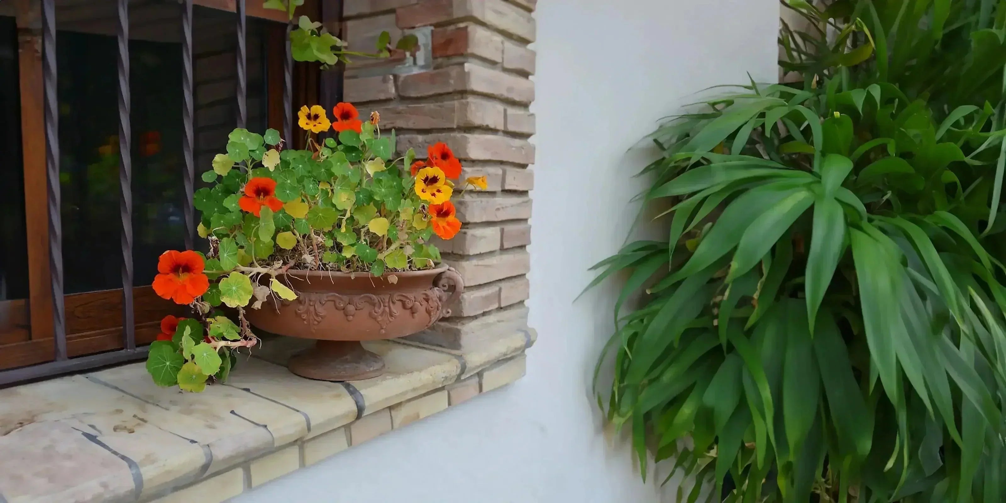 Vaso in ceramica di Caltagirone fatti a mano con fiori arancioni su davanzale di pietra e piante verdi